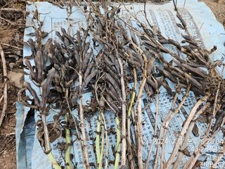 양태문님의 콩 · 영농일지 작성글 사진