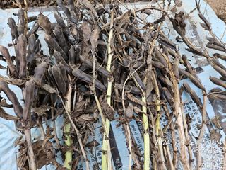 양태문님의 콩 · 영농일지 작성글 사진