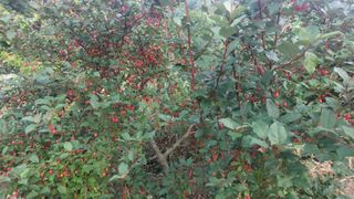 Blackbear님의 기타작물 · 영농일지 작성글 사진