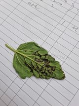 팜모닝 기타작물·병해충상담 게시글 이미지