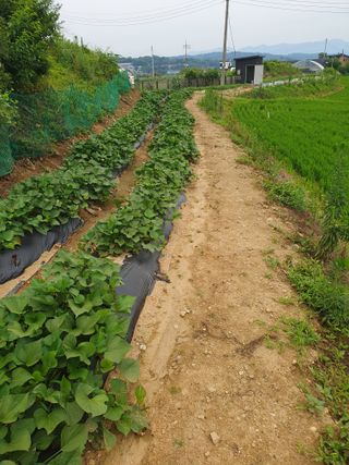 장병노님의 벼 · 영농일지 작성글 사진