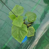 팜모닝 오이·병해충상담 게시글 이미지