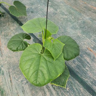 농부님의 오이 · 병해충상담 작성글 사진