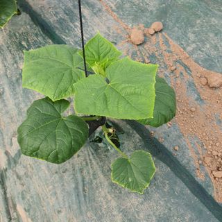 농부님의 오이 · 병해충상담 작성글 사진