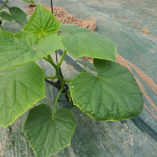 농부님의 오이 · 병해충상담 작성글 사진