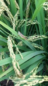 팜모닝 벼·영농일지 게시글 이미지