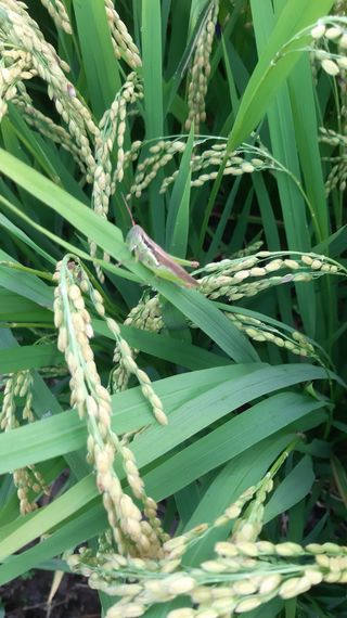 글릭클리히님의 벼 · 영농일지 작성글 사진