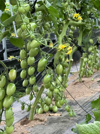 연재홍님의 토마토 · 영농일지 작성글 사진