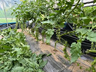 연재홍님의 토마토 · 영농일지 작성글 사진