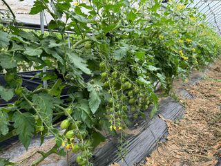 연재홍님의 토마토 · 영농일지 작성글 사진