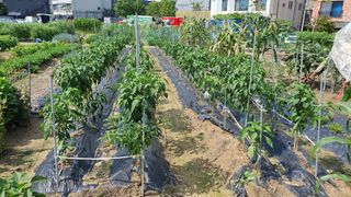 박주원님의 고추 · 영농일지 작성글 사진