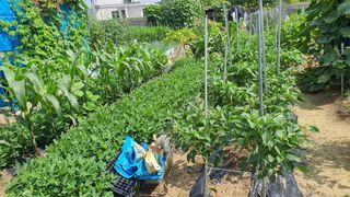 박주원님의 고추 · 영농일지 작성글 사진