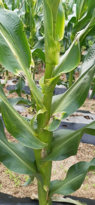 김재복님의 옥수수 · 병해충상담 작성글 사진