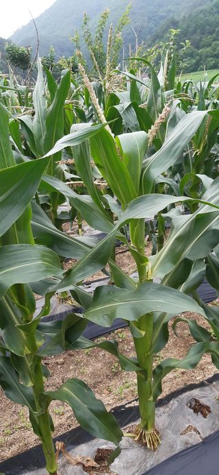 김재복님의 옥수수 · 병해충상담 작성글 사진