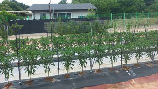 자두21501님의 고추 · 영농일지 작성글 사진