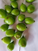 팜모닝 포도·병해충상담 게시글 이미지