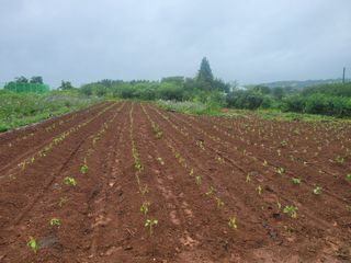 문산농부님의 들깨 · 영농일지 작성글 사진