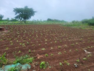 문산농부님의 들깨 · 영농일지 작성글 사진