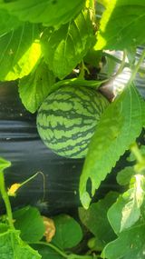 팜모닝 기타작물·영농일지 게시글 이미지