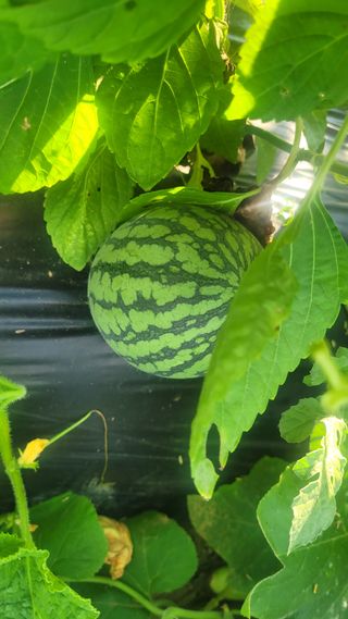 차병희님의 기타작물 · 영농일지 작성글 사진