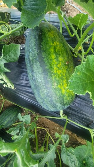 차병희님의 기타작물 · 영농일지 작성글 사진