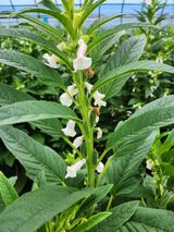 팜모닝 참깨·영농일지 게시글 이미지