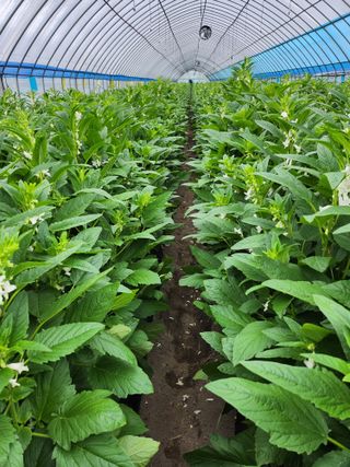 김창순님의 참깨 · 영농일지 작성글 사진