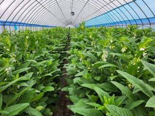 김창순님의 참깨 · 영농일지 작성글 사진