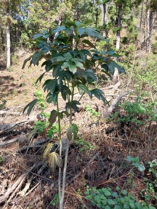 채용묵님의 기타작물 · 영농일지 작성글 사진