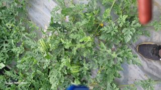 김홍연님의 고추 · 영농일지 작성글 사진