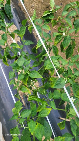 김홍연님의 고추 · 영농일지 작성글 사진