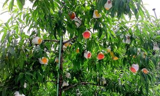 백우현님의 복숭아 · 영농일지 작성글 사진