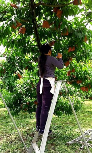 백우현님의 복숭아 · 영농일지 작성글 사진