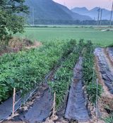 팜모닝 참깨·영농일지 게시글 이미지