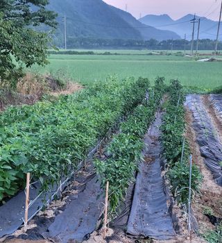 마늘님의 참깨 · 영농일지 작성글 사진