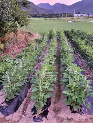마늘님의 참깨 · 영농일지 작성글 사진