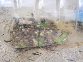 최남옥님의 참깨 · 영농일지 작성글 사진