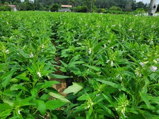 최남옥님의 참깨 · 영농일지 작성글 사진