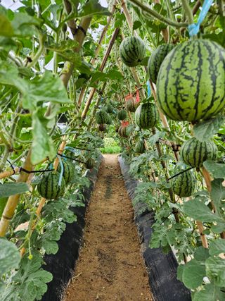 osm님의 기타작물 · 영농일지 작성글 사진