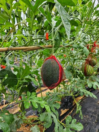 osm님의 기타작물 · 영농일지 작성글 사진