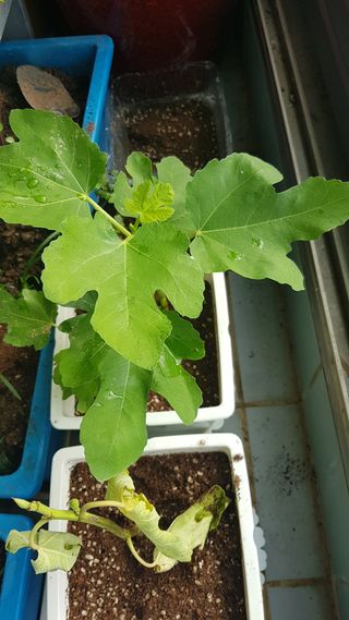 심상화님의 기타작물 · 영농일지 작성글 사진