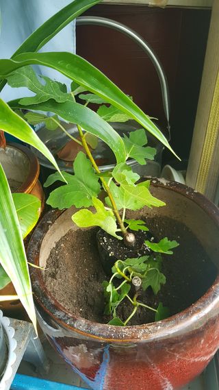 심상화님의 기타작물 · 영농일지 작성글 사진