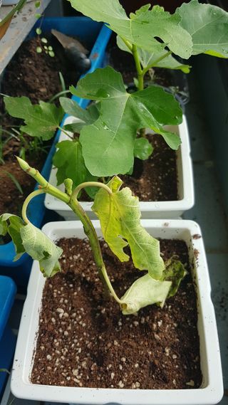 심상화님의 기타작물 · 영농일지 작성글 사진