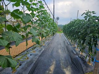 왕궁농장님의 고추 · 영농일지 작성글 사진