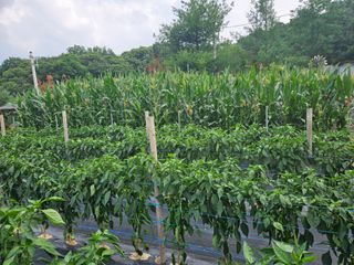 왕궁농장님의 고추 · 영농일지 작성글 사진