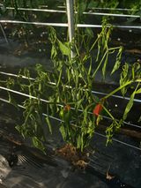 팜모닝 고추·병해충상담 게시글 이미지