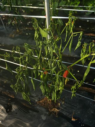 김용규님의 고추 · 병해충상담 작성글 사진