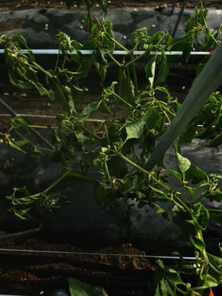 김용규님의 고추 · 병해충상담 작성글 사진