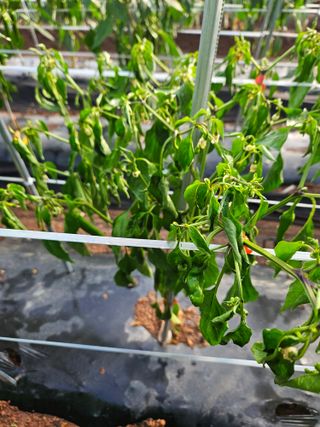 김용규님의 고추 · 병해충상담 작성글 사진