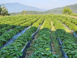 금우님의 고추 · 영농일지 작성글 사진